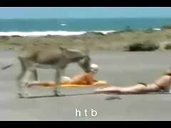 S m l phim heo 2000 xl